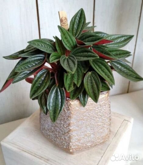 Пеперомия Россо (детки)