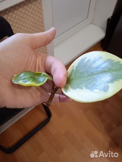 Комнатные растения, отростки укорененные