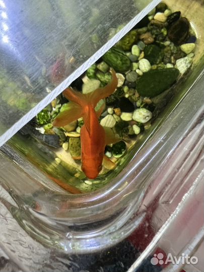 Аквариумные рыбки