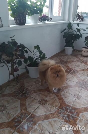 Вязка собак шпиц