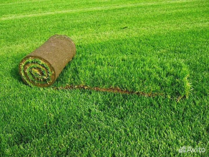 Газоны под ключ