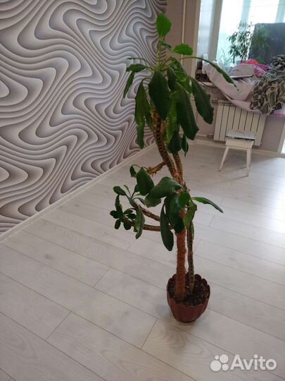 Комнатные цветы