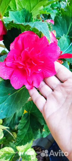 Бегония махровая красная и желтая