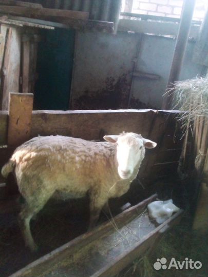 Бараны тексель