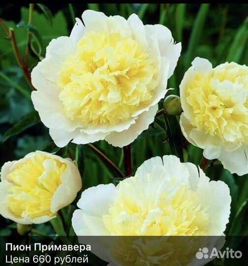 Пионы саженцы