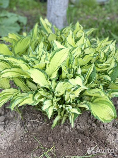 Неприхотливые растения для сада