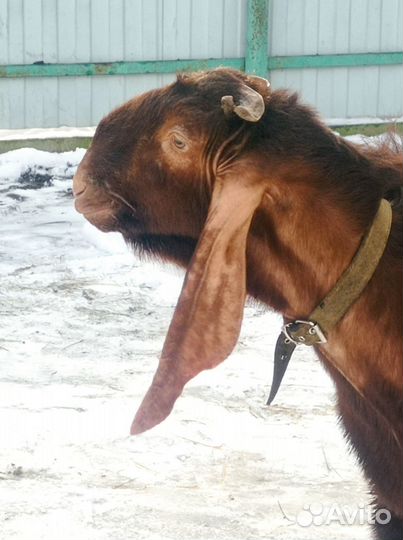 Козы камори- нубийские/Цесарята