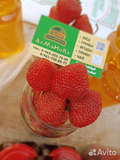 Клубника рассада фриго