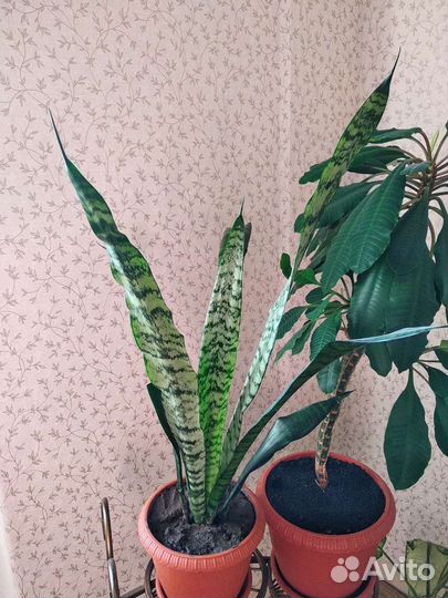 Комнатные цветы