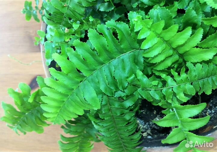 Нефролепис (комнатное растение)