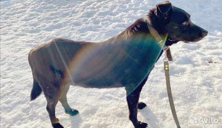 Собака в добрые руки, пентагон