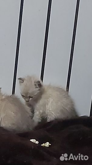Шотландская вислоухая