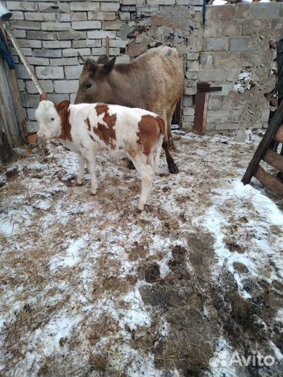 Коровы с подсосными телятами