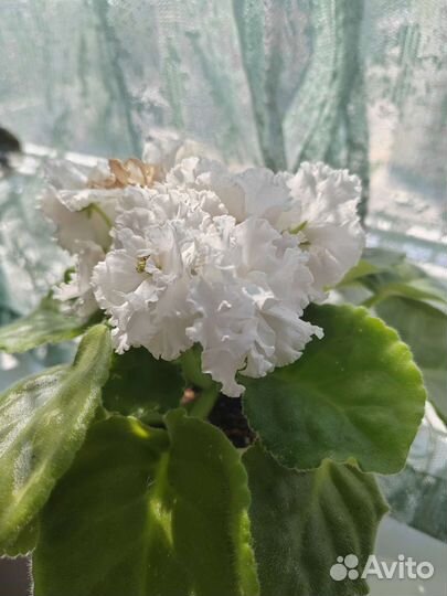 Комнатные цветы фиалки