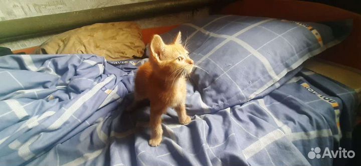Отдам Котята в добрые руки