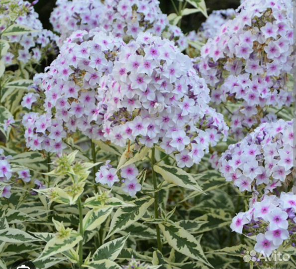 Флокс вариегатный Дарвин Джойс