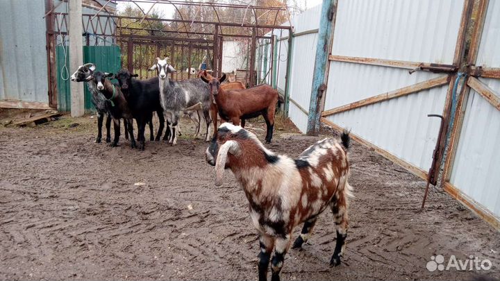 Нубийский козел. Огул