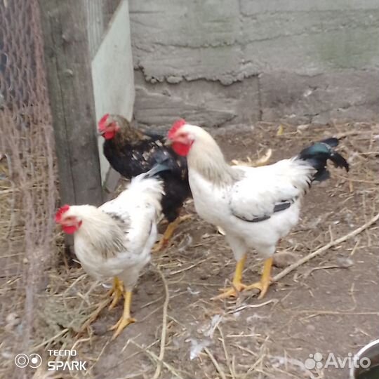 Молодые петушки