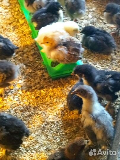 Цыплята 2 недели