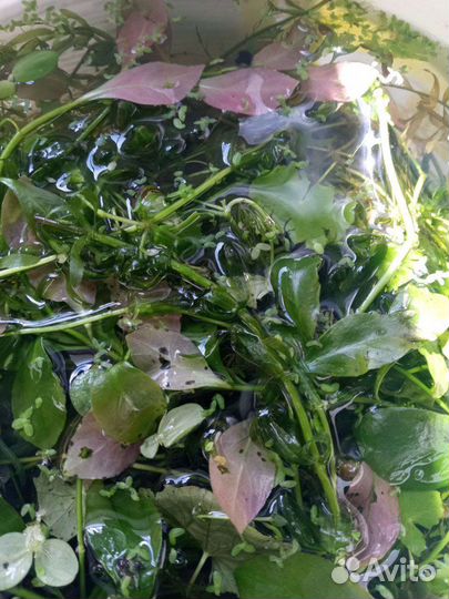 Аквариумные растения прополка