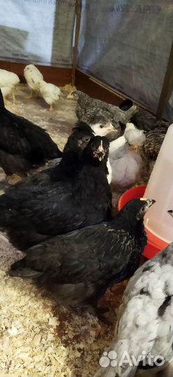 Курочки молодые