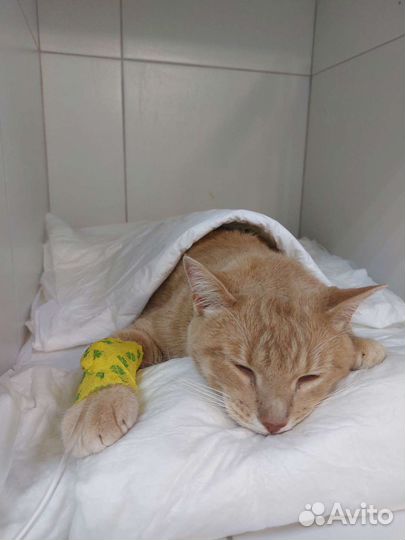 Вызов ветеринарного специалиста