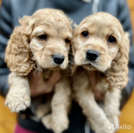 Английский Кокер спаниель