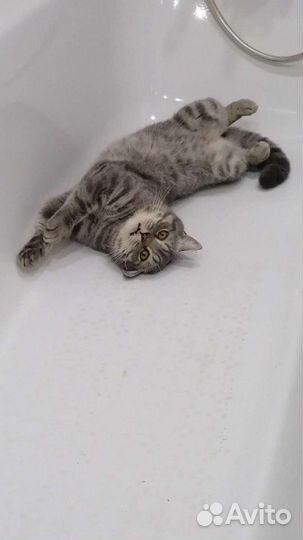 Шотландский кот вязка