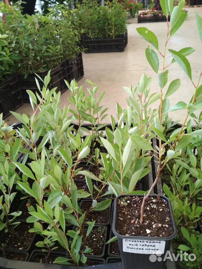 Сливово вишневый гибрид