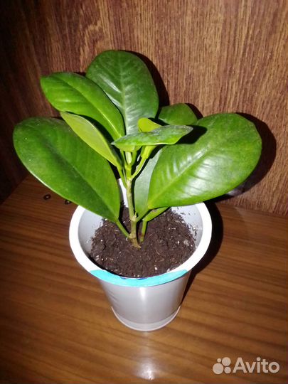 Фикус Микрокарпа Мокламе