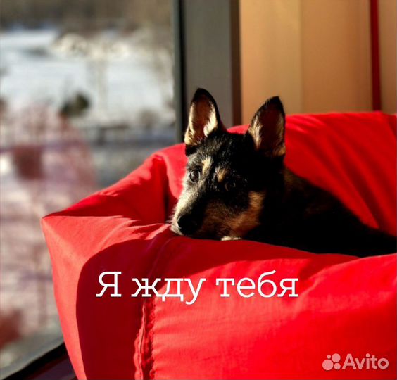 Щенки метисы