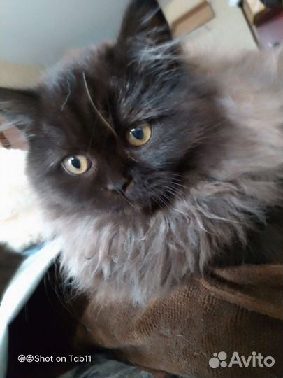 Персидская девочка