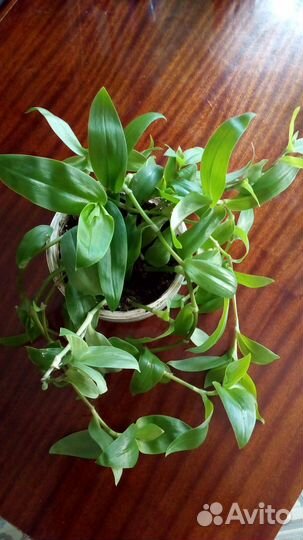 Комнатные домашние растения