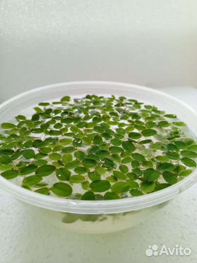 Аквариумные растения Сальвиния