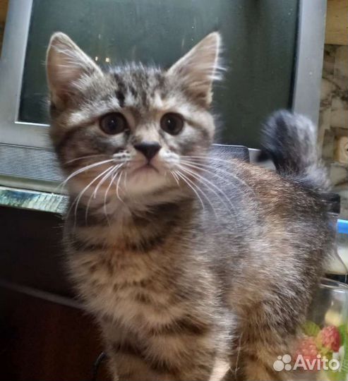 Курильский бобтейл