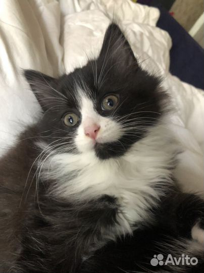 Кошка котенок