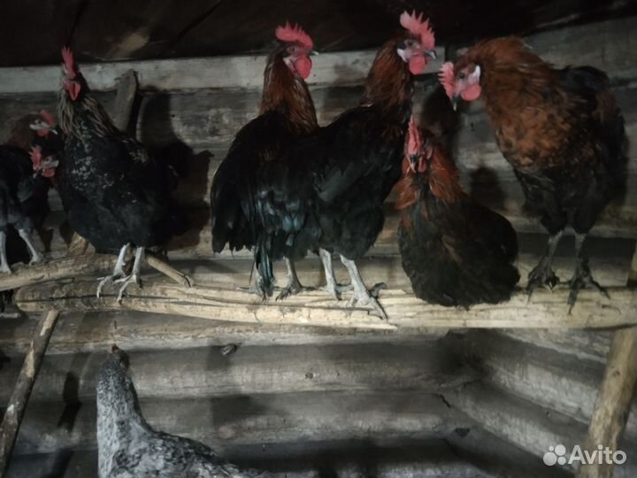 Молодые петухи