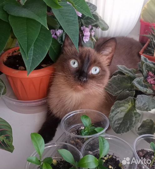 Тайская кошечка в дар