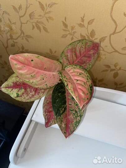 Аглаонема Maha Sedthee