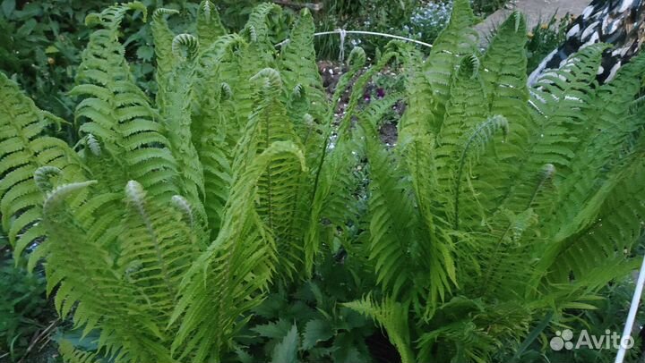 Папоротник