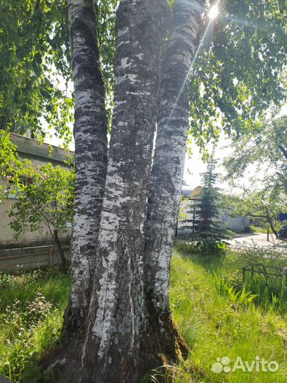 Работа главный бухгалтер