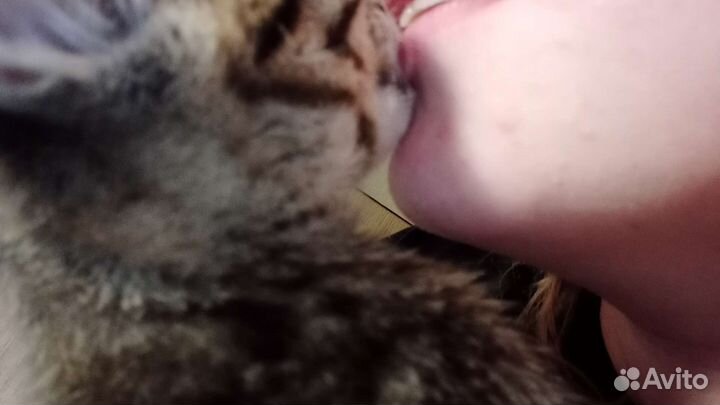 Котенок в дар