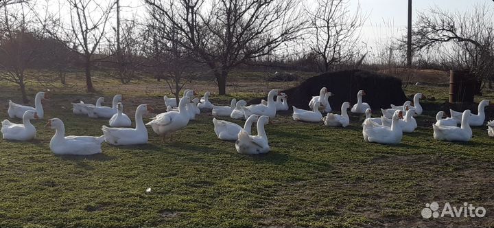 Яйцо икубационное гусиное