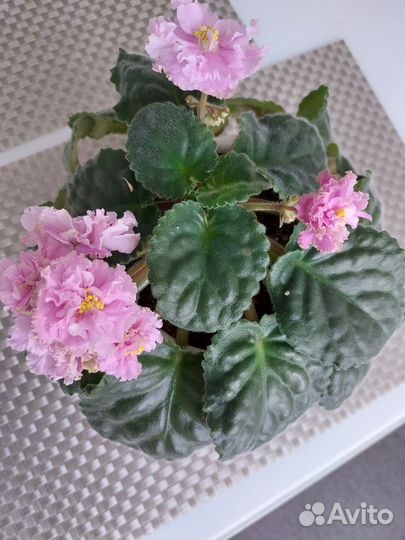 Фиала цветущая в горшке