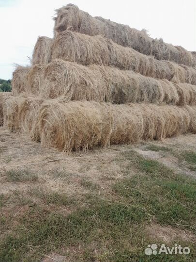 Сено в рулонах 2023г