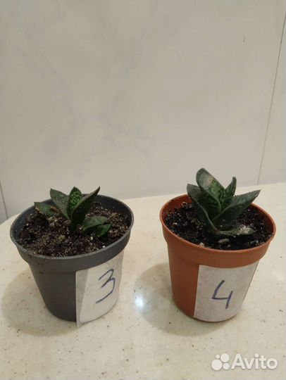 Кактус,суккуленты,хавортия