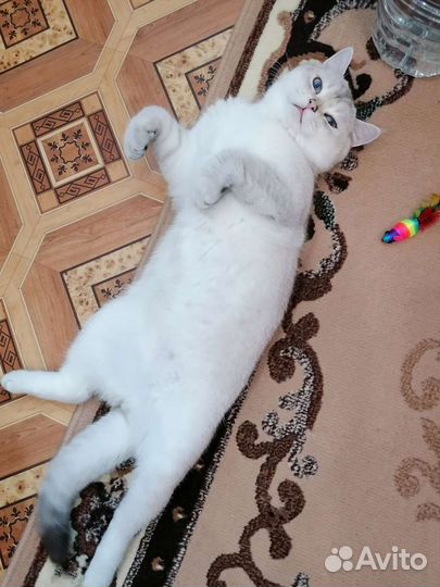 Британская шиншилла вязка