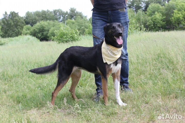 Собака в дар