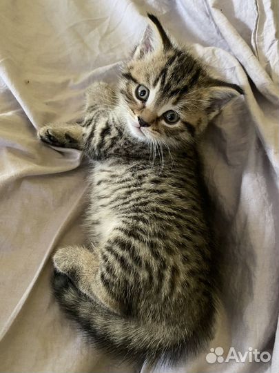 Британские котята