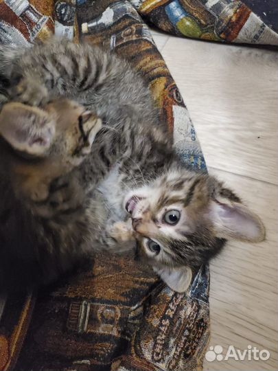 Очаровательные котята